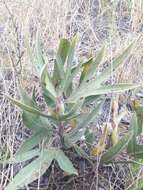 Image of Jatropha zeyheri Sond.