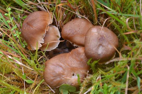 Image of Camarophyllopsis schulzeri (Bres.) Herink 1958