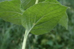 Image of Campanula latifolia subsp. latifolia