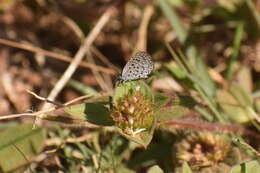 Actizera lucida (Trimen 1883) resmi