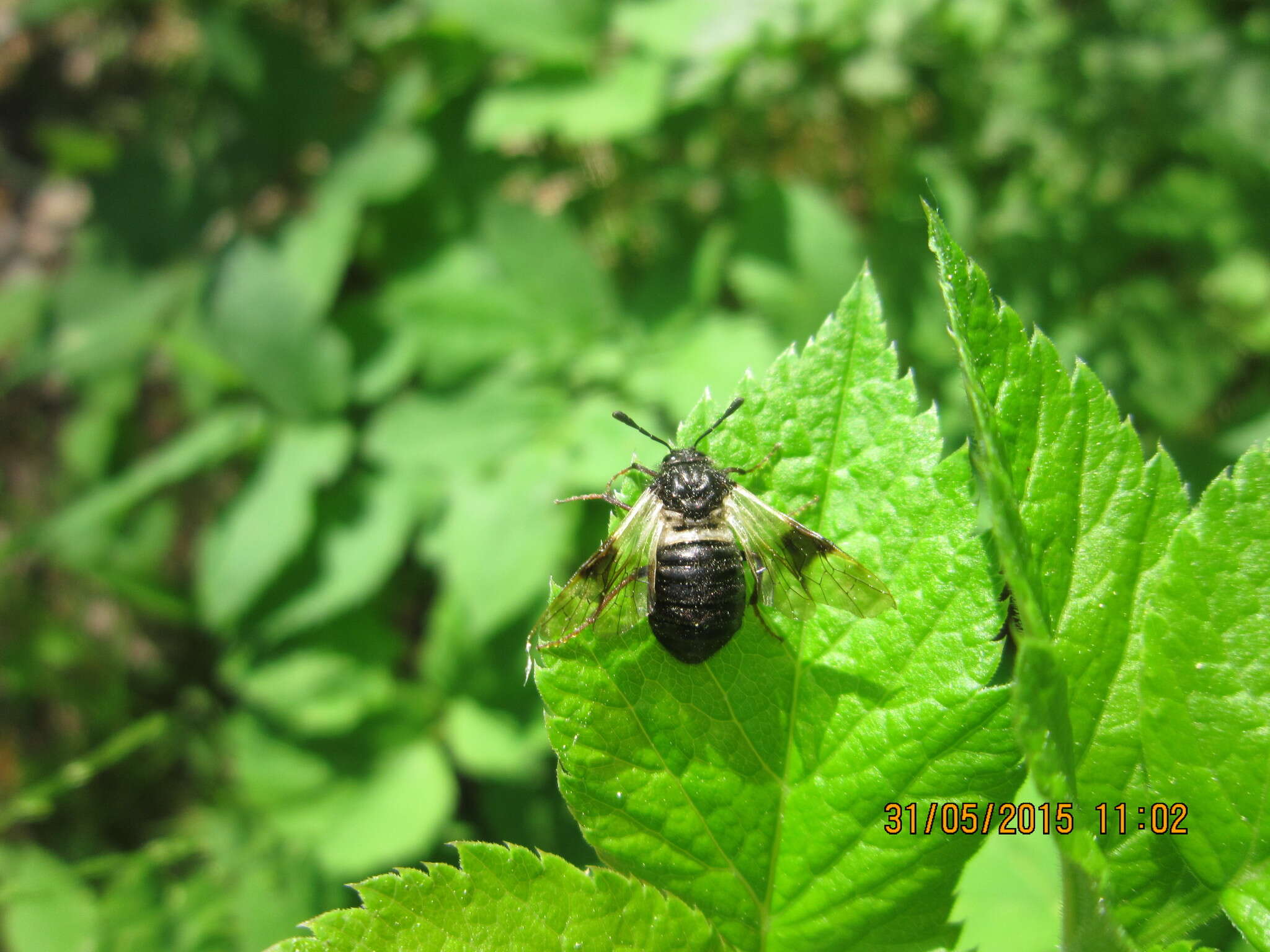 Image of Abia fasciata (Linnaeus 1758)