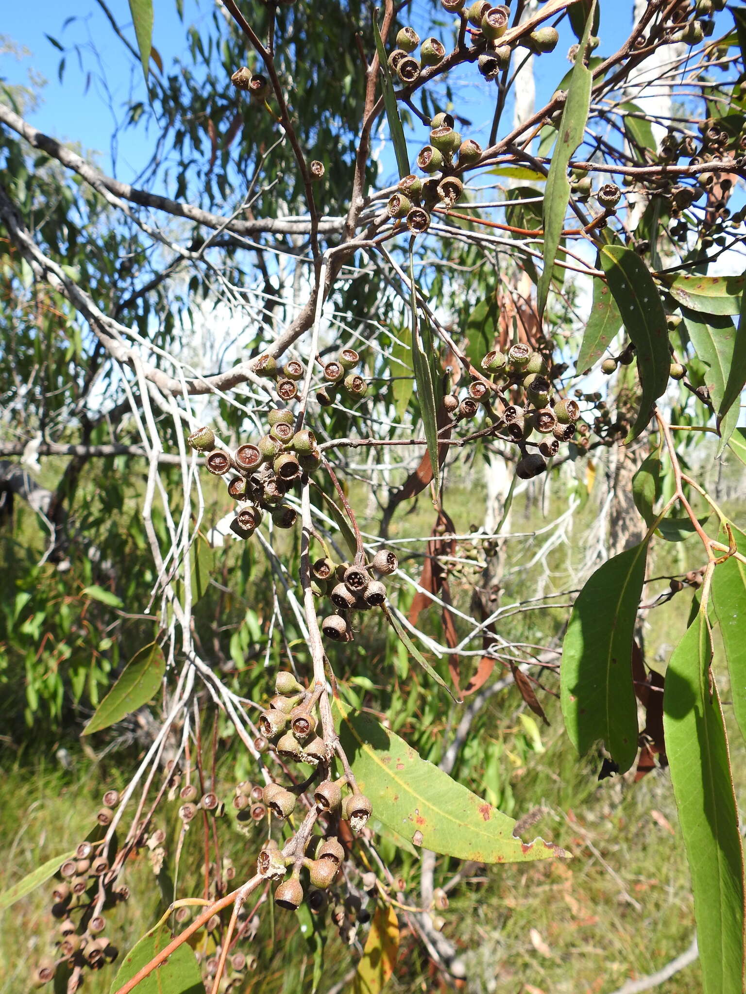 Image of Eucalyptus latisinensis K. D. Hill