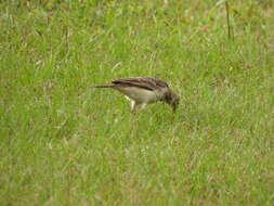 Anthus pallidiventris Sharpe 1885的圖片