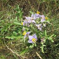 Imagem de Solanum dimidiatum Rafin.