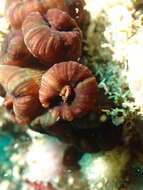 Image of Tubastraea diaphana (Dana 1846)