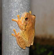 Image de Leptopelis natalensis (Smith 1849)