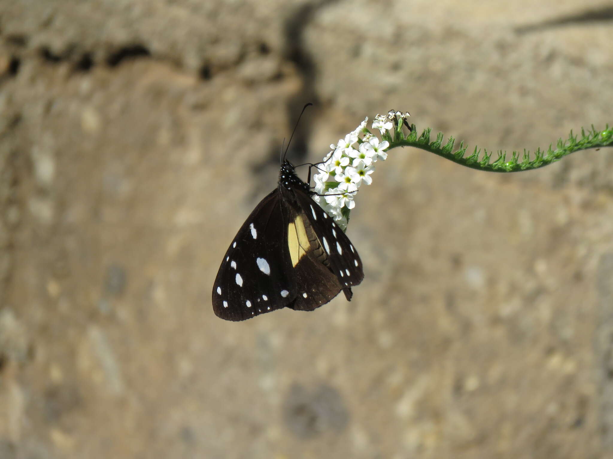 Plancia ëd Amauris albimaculata Butler 1875