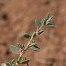 Polygonum idaeum Hayek resmi