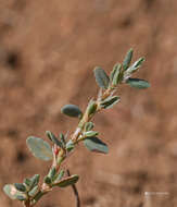 Image of Polygonum idaeum Hayek