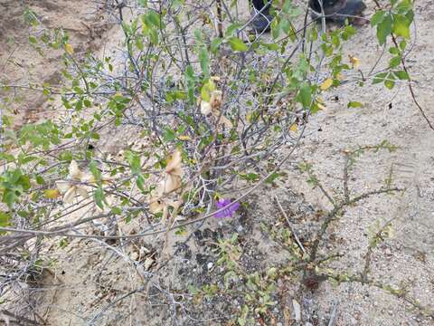 Plancia ëd Ruellia californica subsp. peninsularis (Rose) T. F. Daniel