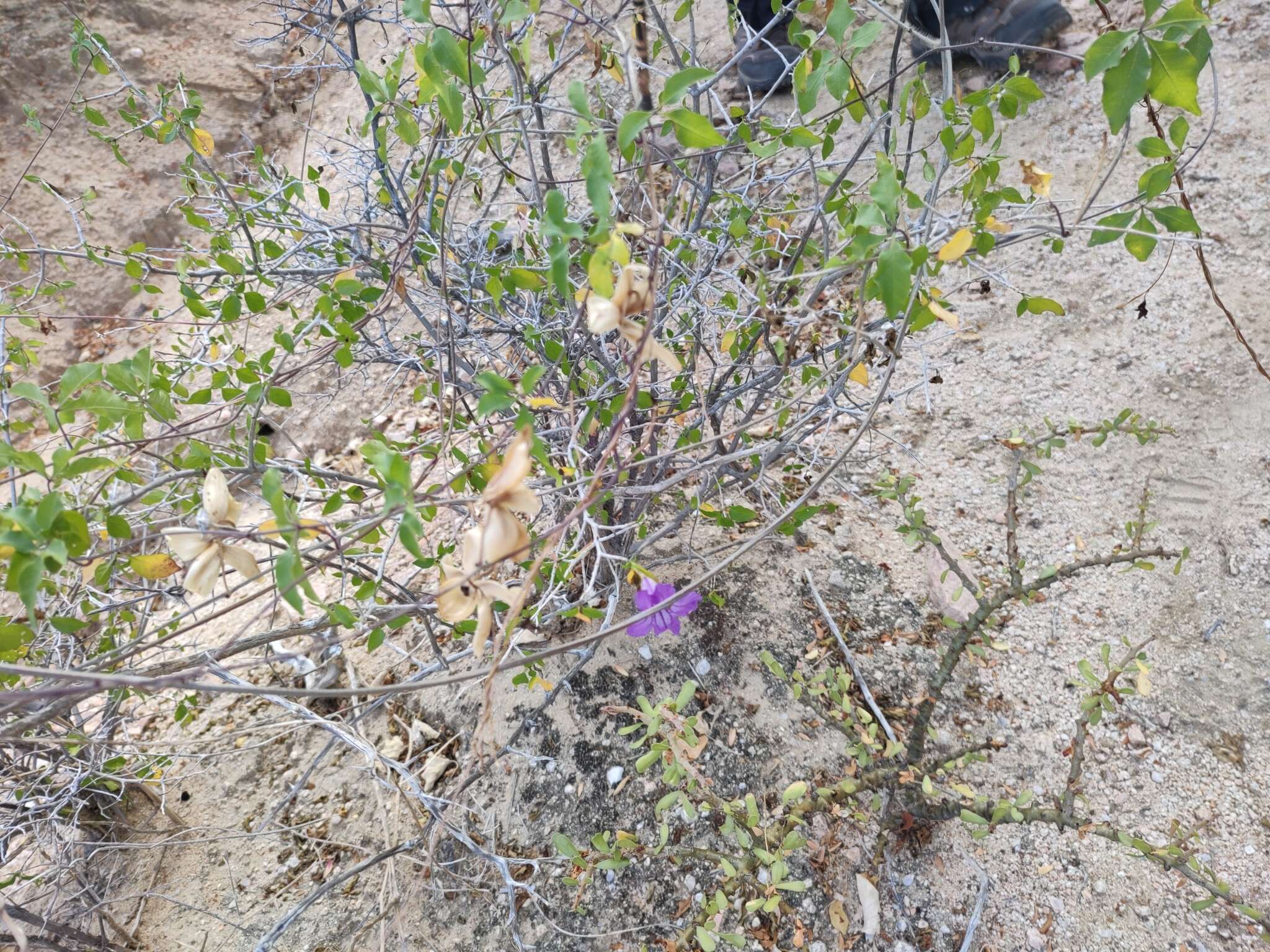 صورة Ruellia californica subsp. peninsularis (Rose) T. F. Daniel