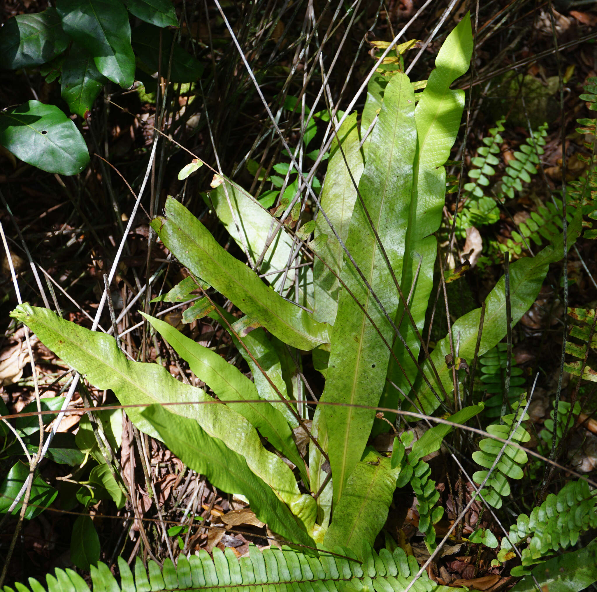 Image of long strapfern