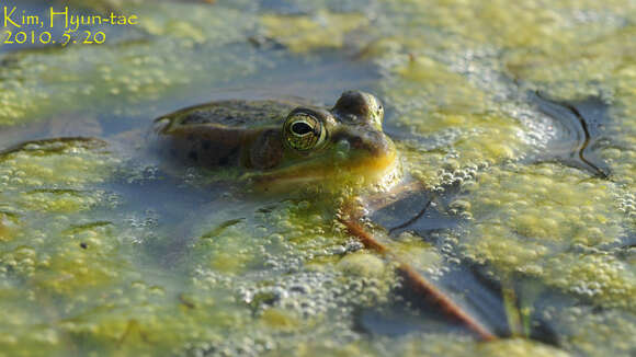 Sivun Pelophylax chosenicus (Okada 1931) kuva