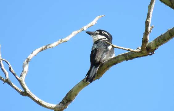 Image of Greater Pied Puffbird