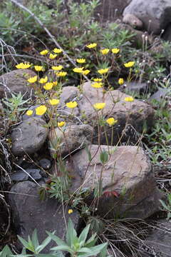 Image of stipulated cinquefoil