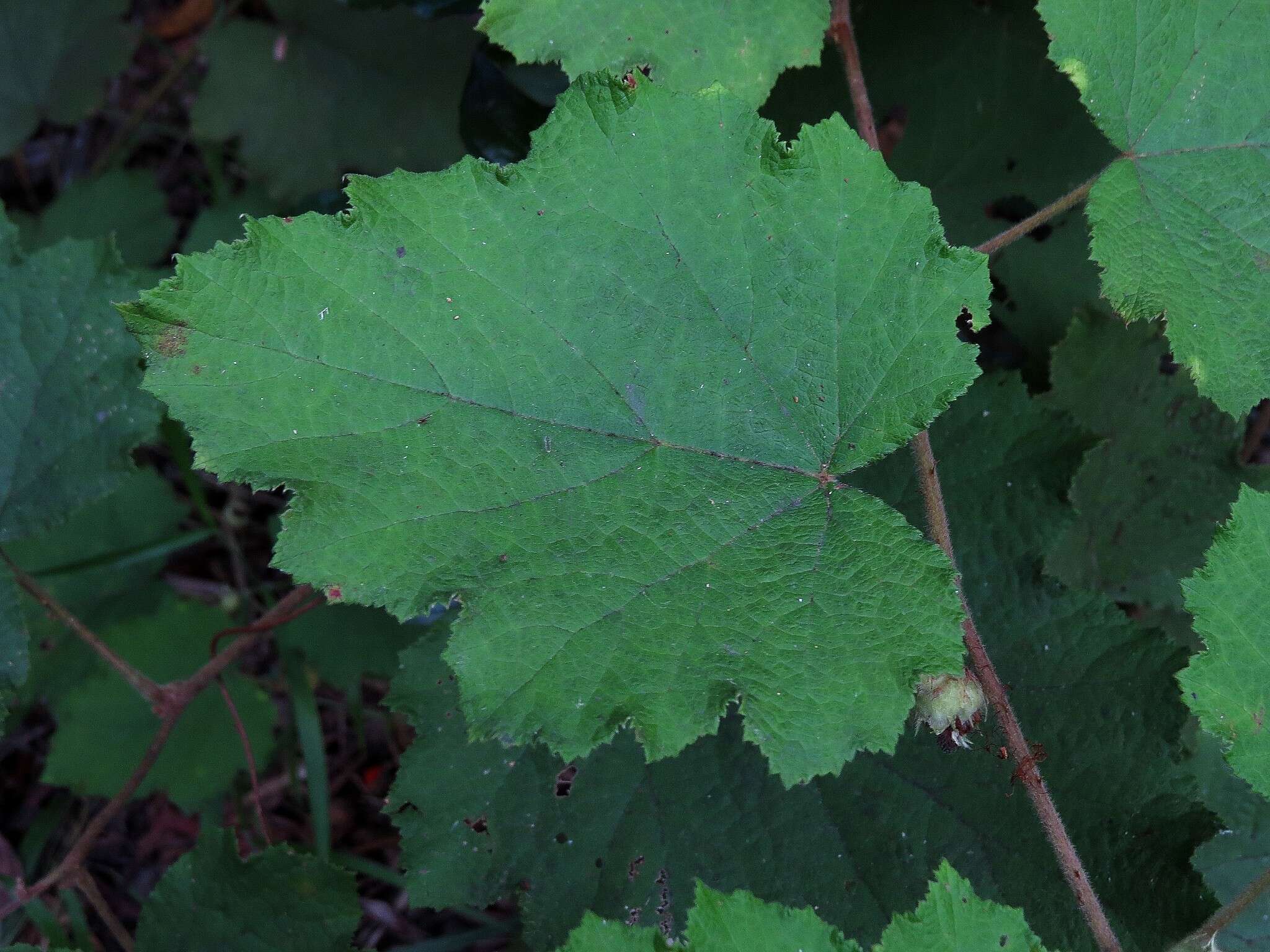 Sivun Rubus alceifolius Poir. kuva