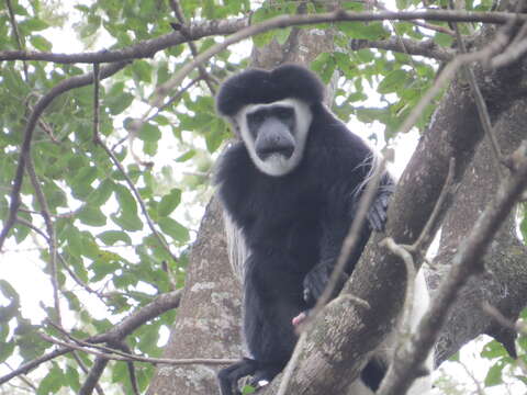 Imagem de Colobus caudatus Thomas 1885