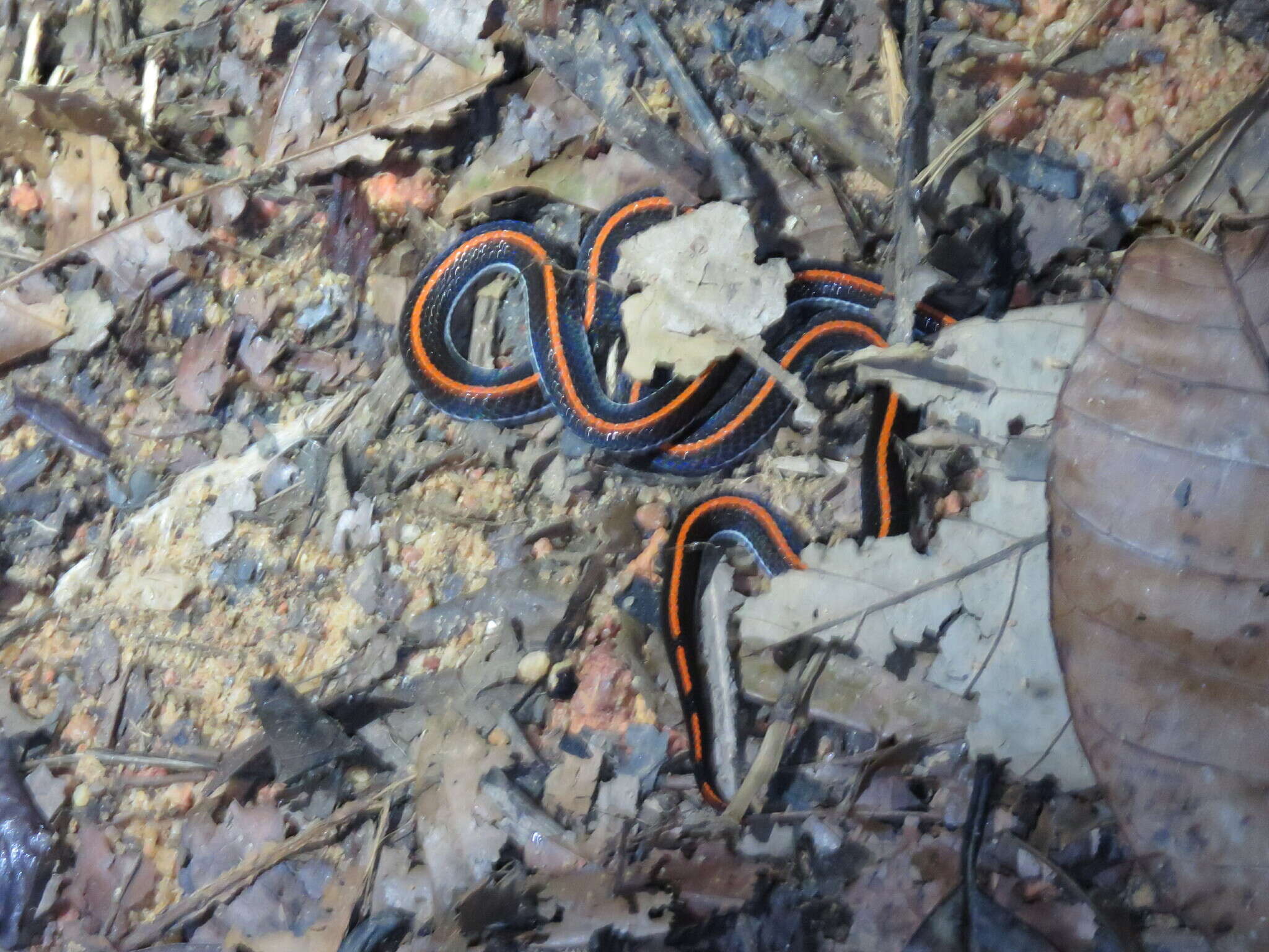 Image of Banded Malaysian Coral Snake