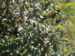 Image of Large-leaved curry bush