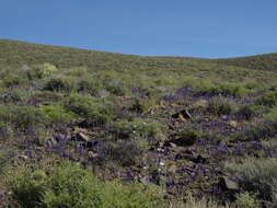 Imagem de Lupinus flavoculatus A. Heller