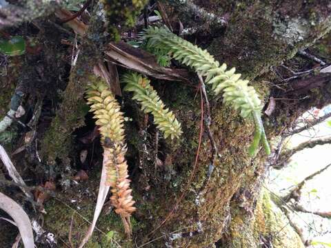 Image of daggerleaf clubmoss