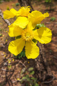 Image of Dillenia obovata (Bl.) Hoogl.