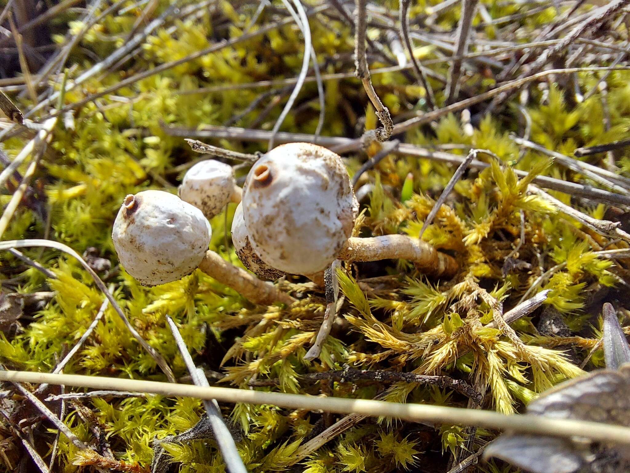 Image of Tulostoma brumale Pers. 1794