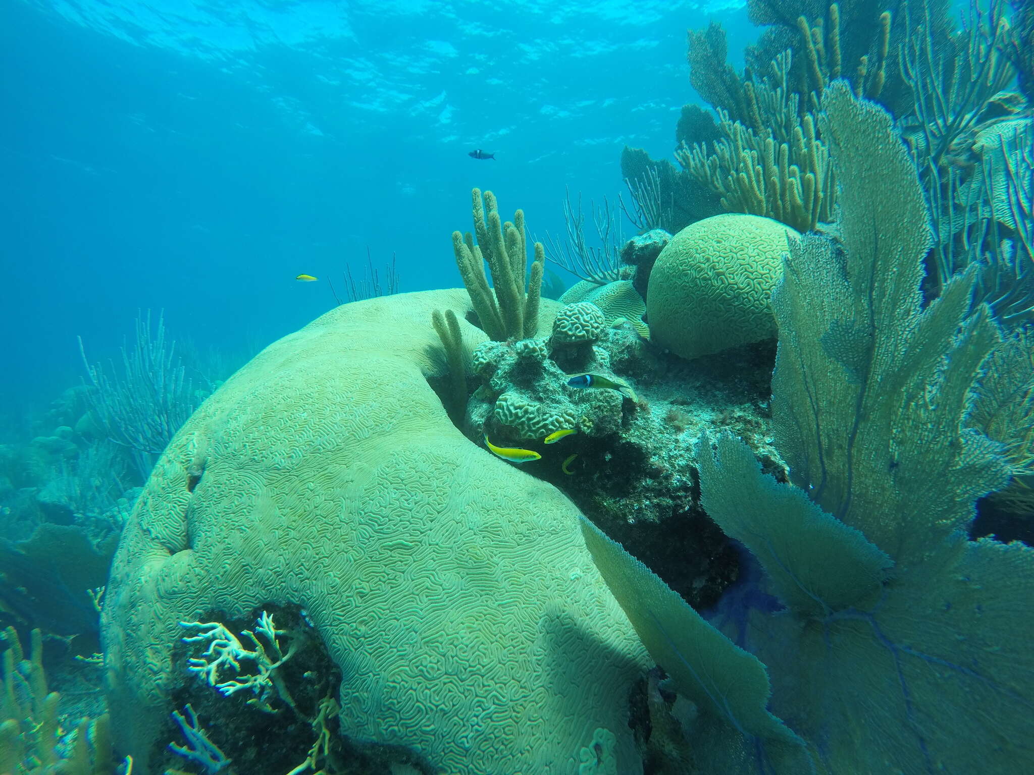 Image of Bluehead Wrasse