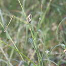 Image of Tragopogon borystenicus Artemczuk