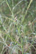 Image of Tragopogon borystenicus Artemczuk