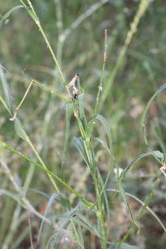 Sivun Tragopogon borystenicus Artemczuk kuva