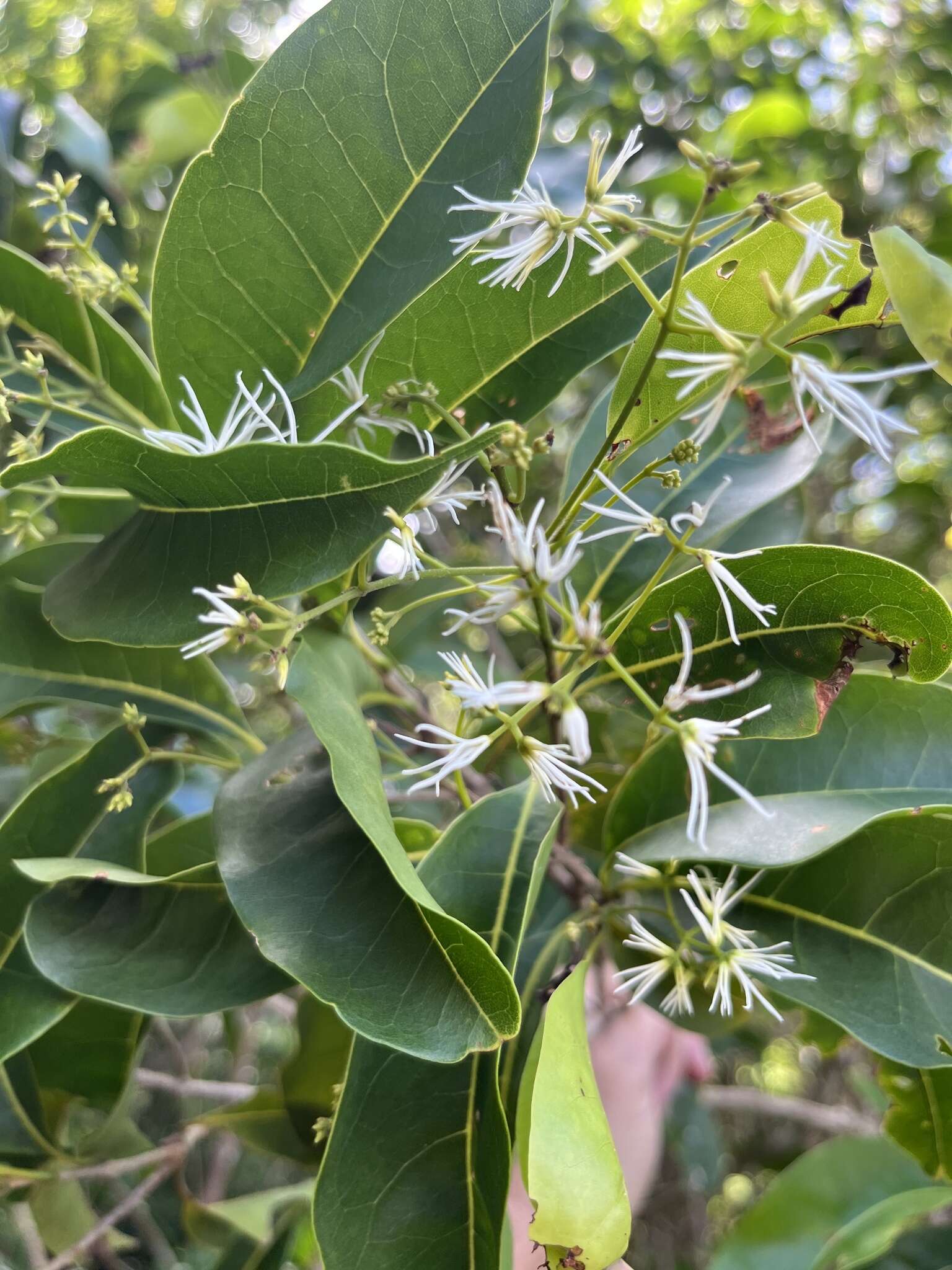 Image of bridgotree