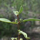 Image of Struthanthus palmeri J. Kuijt