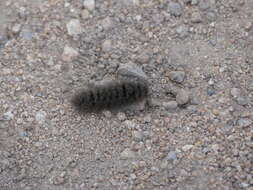 Image of Ross' Tussock Moth