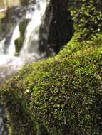 Image of Lescur's platylomella moss