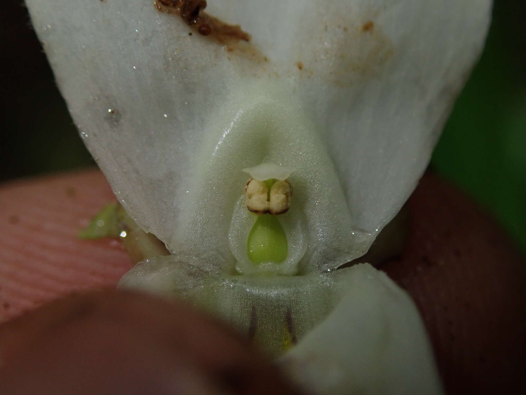 Image of Utricularia asplundii P. Taylor