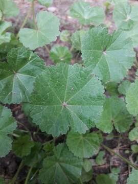 Image de mauve à petites feuilles