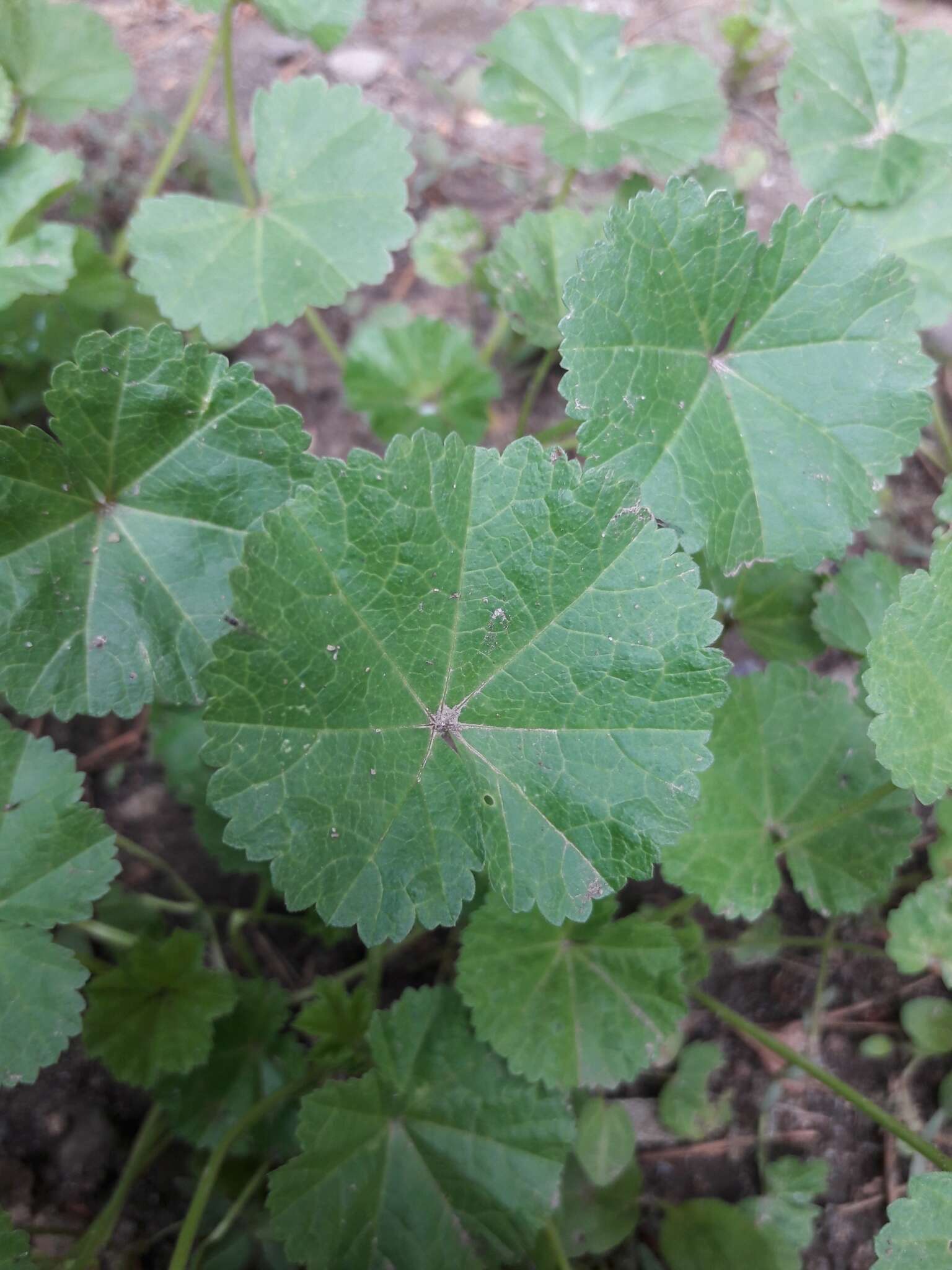 Image of low mallow