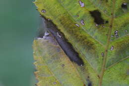 Phyllonorycter tenerella (de Joannis 1915)的圖片