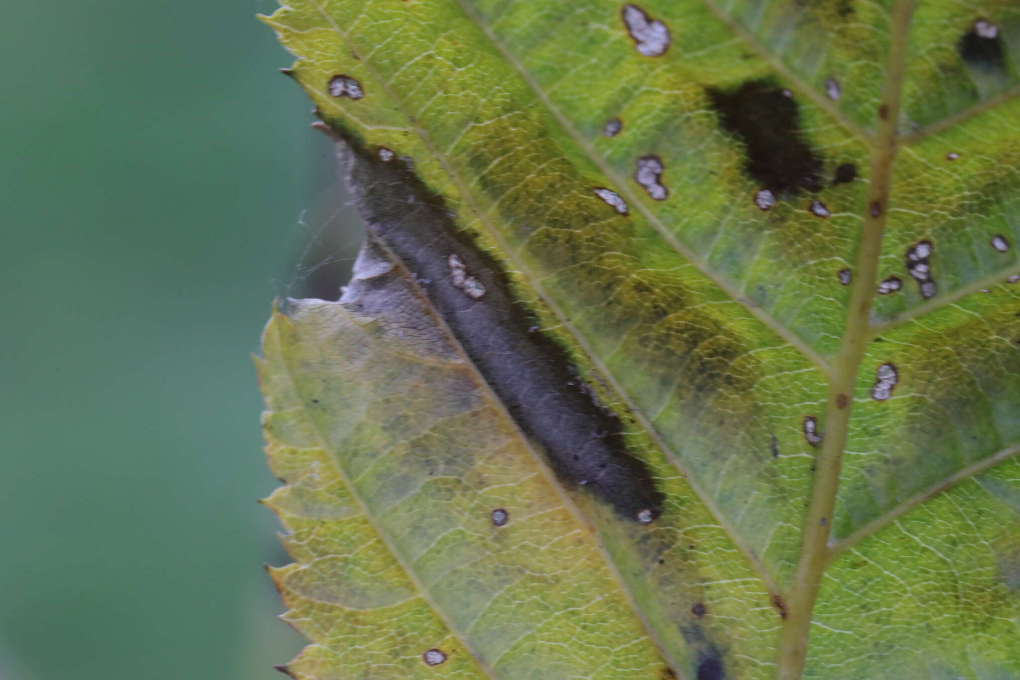 Phyllonorycter tenerella (de Joannis 1915)的圖片