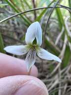 Image of bog white violet