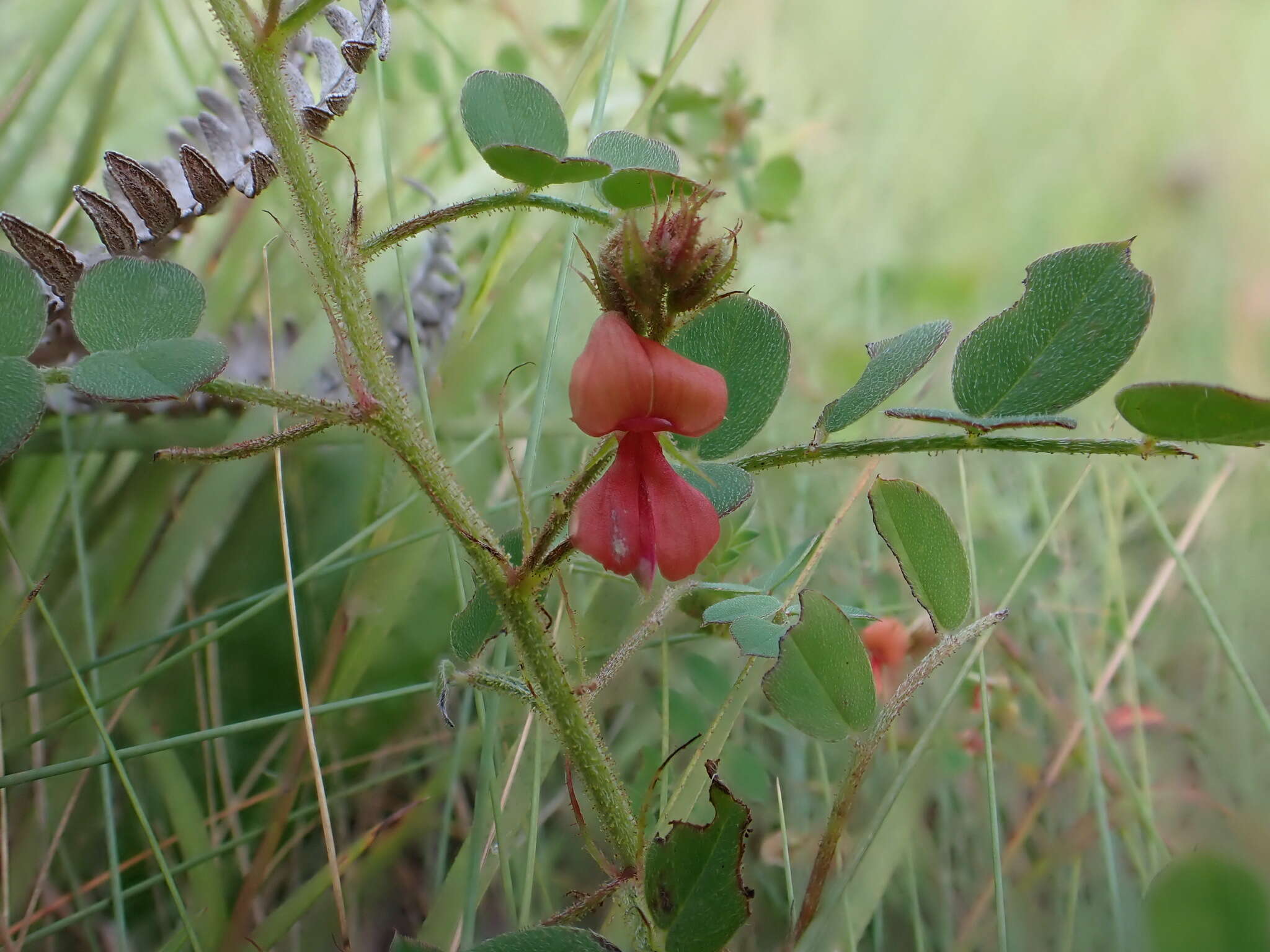 Sivun Indigofera adenoides Baker fil. kuva