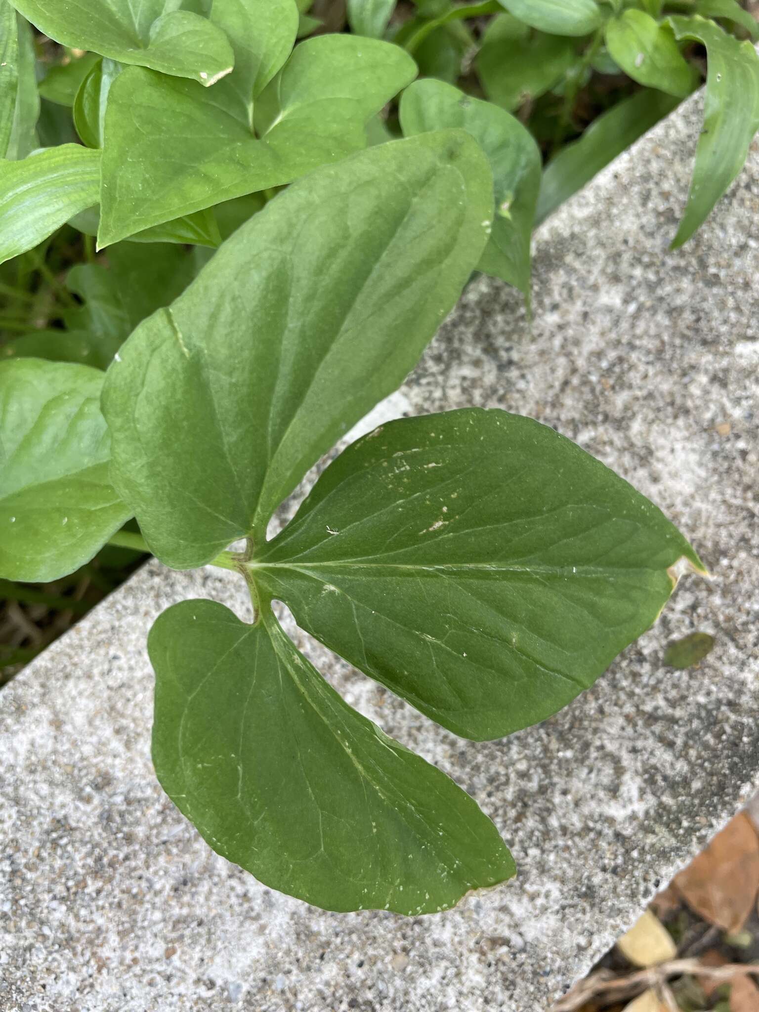 Imagem de Typhonium trilobatum (L.) Schott