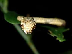 Image of Blunt-head Slug Snake