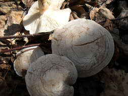 Image of Clitocybe phyllophila (Pers.) P. Kumm.