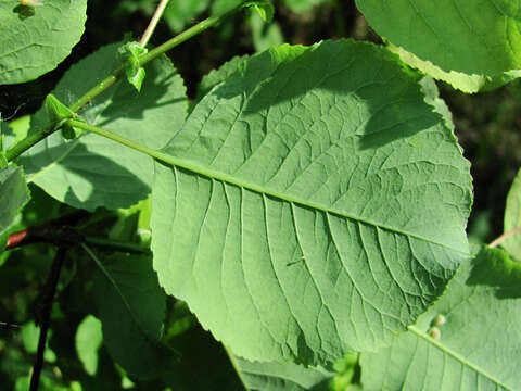 Image de Salix pyrolifolia Ledeb.