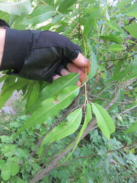 Image of peachleaf willow