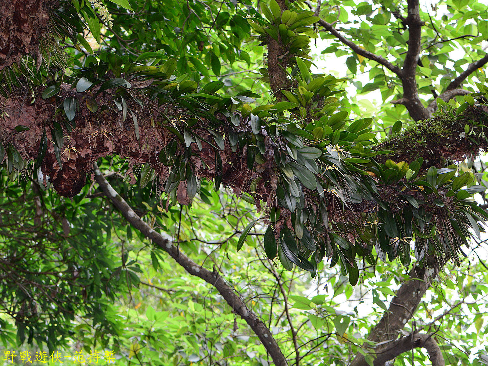 Imagem de Bulbophyllum macraei (Lindl.) Rchb. fil.