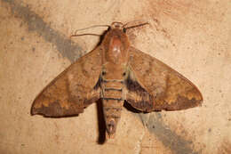 Image of False Fig Sphinx Moth