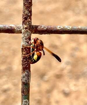 Rhynchium oculatum ibericum Giordani Soika 1966的圖片